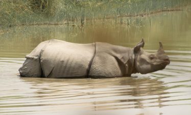 A background picture of bardiya national park for best trekking in Nepal