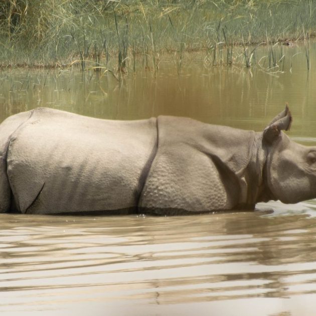 A background picture of bardiya national park for best trekking in Nepal