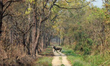 Chitwan National Park Tour with Safari 2N/ 3D